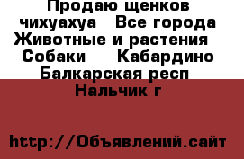 Продаю щенков чихуахуа - Все города Животные и растения » Собаки   . Кабардино-Балкарская респ.,Нальчик г.